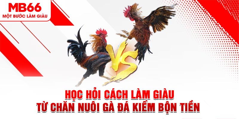 Học Hỏi Cách Làm Giàu Từ Chăn Nuôi Gà Đá Kiếm Bộn Tiền 